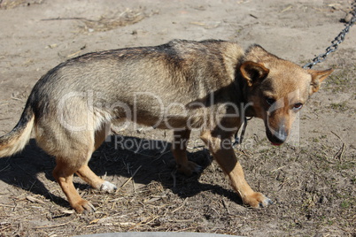 grey rural dog in collar eating