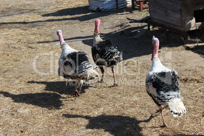 turkeys running in the village