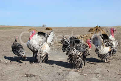 turkeys running in the village