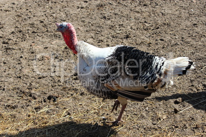 turkey in the village