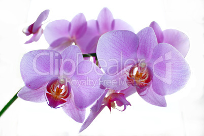 branch of the blossoming pink orchid isolated