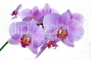 branch of the blossoming pink orchid isolated