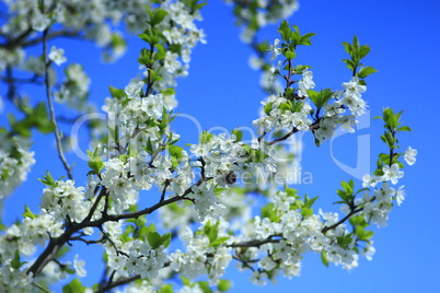 blossoming spring tree and the blue sky