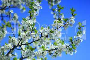 blossoming spring tree and the blue sky
