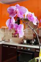pink orchids in luxurious kitchen