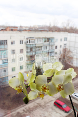 branch of the blossoming light yellow orchid