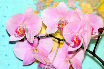 pink orchid on the background of map