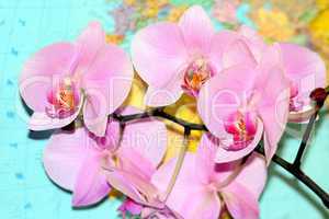 pink orchid on the background of map