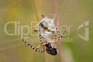 Hunting Spider