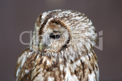 Barn Owl