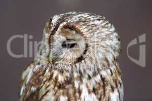 Barn Owl