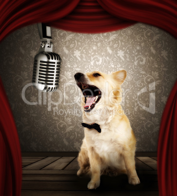 Dog in singing performance on stage