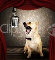Dog in singing performance on stage