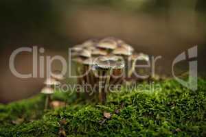 Pilze im Herbstwald