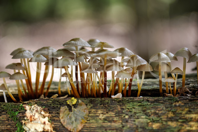 Pilze im Herbstwald