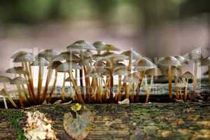 Pilze im Herbstwald