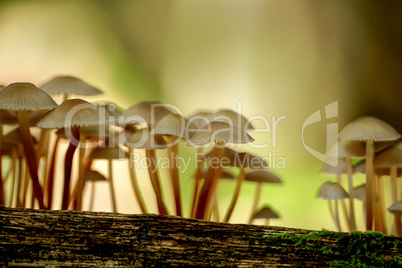 Pilze im Herbstwald