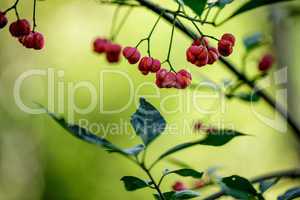 Rote Beeren im Herbst