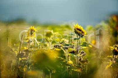 Feld mit Sonnenblumen