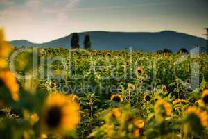 Feld mit Sonnenblumen