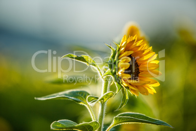 Feld mit Sonnenblumen