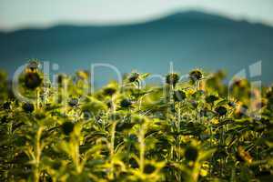 Feld mit Sonnenblumen