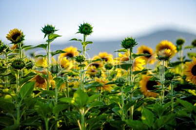 Feld mit Sonnenblumen