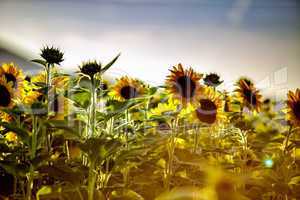 Feld mit Sonnenblumen