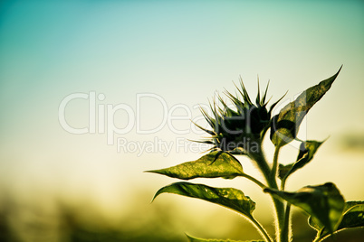 Feld mit Sonnenblumen