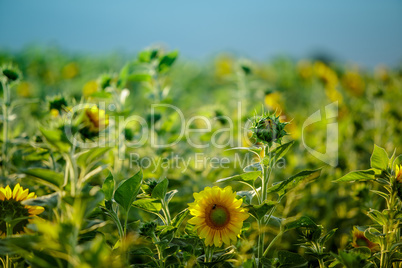 Feld mit Sonnenblumen