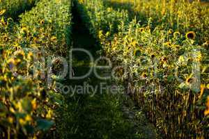 Feld mit Sonnenblumen