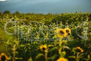 Feld mit Sonnenblumen