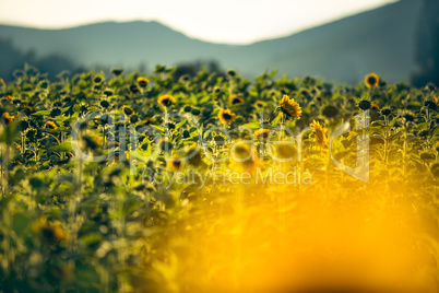 Feld mit Sonnenblumen