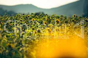 Feld mit Sonnenblumen