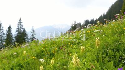 Mountain view with colorful flowers in the foreground