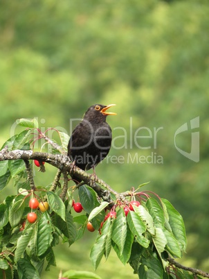 Amsel im Kirschbaum