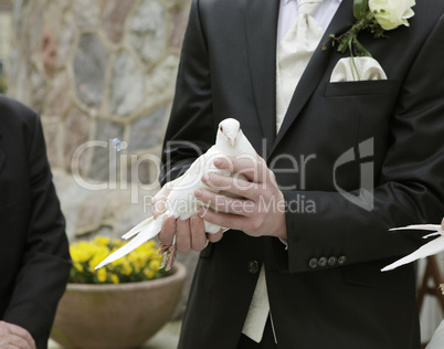 Bräutigam mit Taube in der Hand
