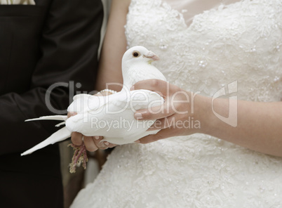 Braut mit weißer Taube