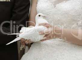Braut mit weißer Taube