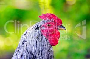 Portrait of a rooster against a bright bokeh