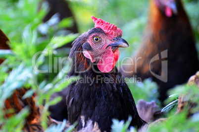 Portrait chicken grazing in the tall grass