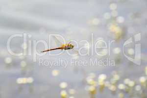 Dragonfly close-up flying over water