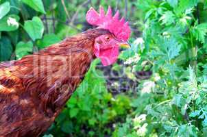 Portrait of a rooster on grass background