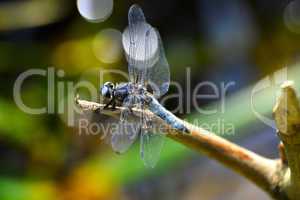Dragonfly (Libellula depressa) close-up sitting on a branch