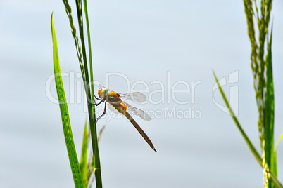 Dragonfly Sympetrum close-up sitting on the grass