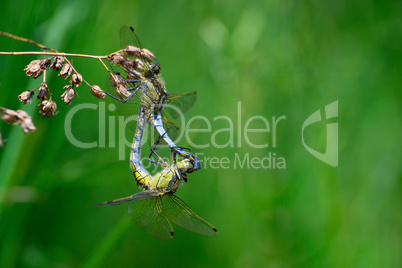 Two dragonflies mating close-up