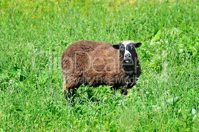 Sheep grazing in the meadow