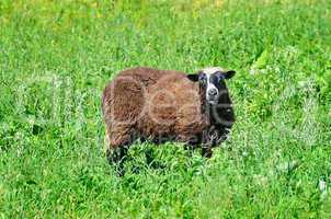 Sheep grazing in the meadow