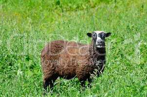 Sheep grazing in the meadow