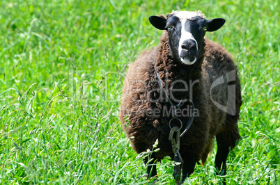 Sheep grazing in a meadow looking into the camera lens